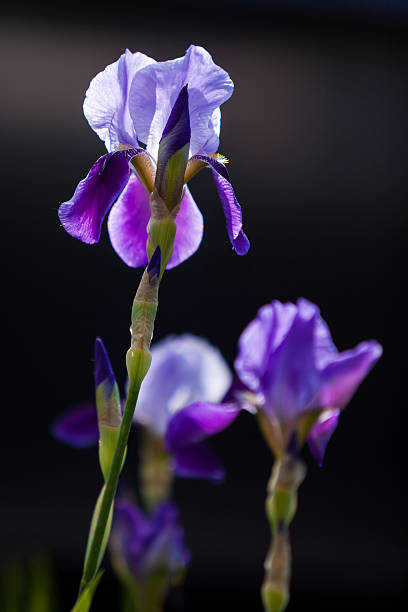 Blue Iris stock photo