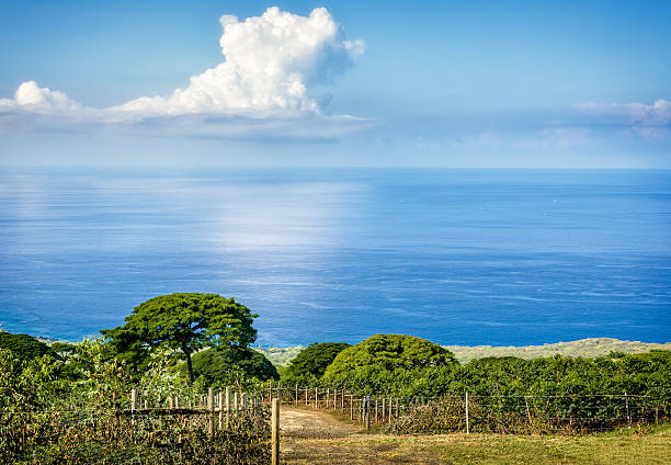 Trees and Pacific Ocean stock photo
