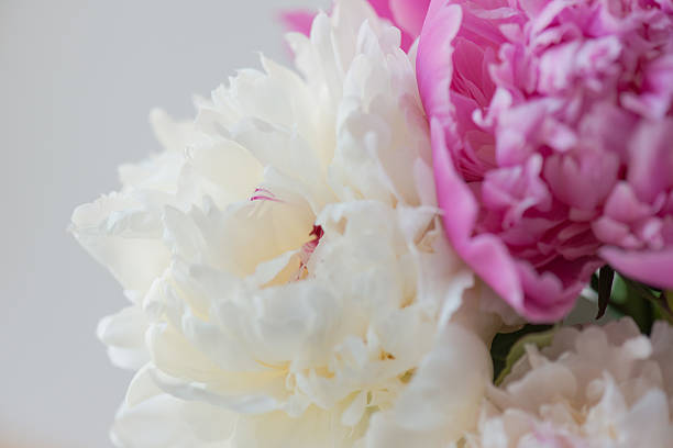 istock bouquet of peonies 465958355