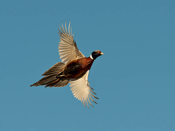 galo ao faisão - pheasant hunting bird gamebird - fotografias e filmes do acervo