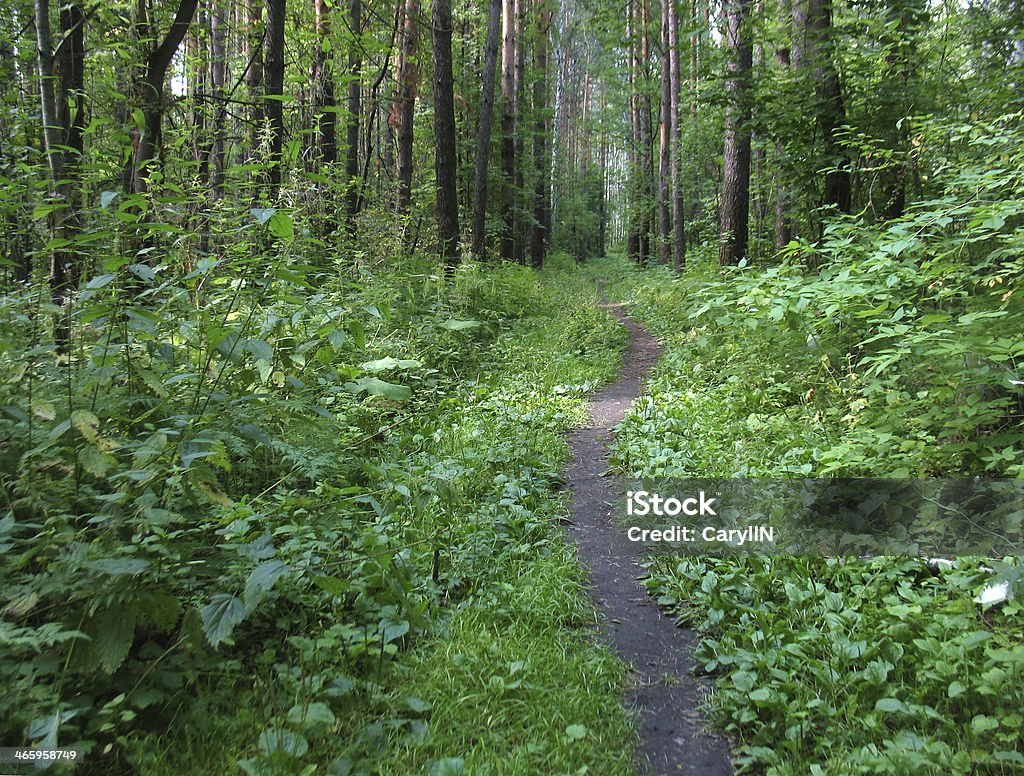 forest There are trees in a summer  forest Blue Stock Photo