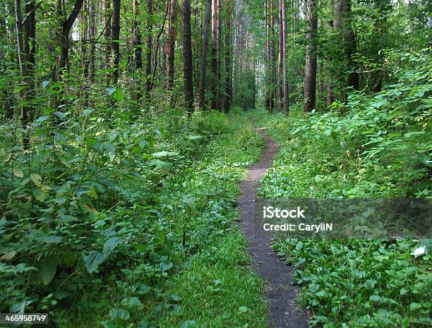 Forest Stock Photo - Download Image Now - Blue, Branch - Plant Part, Bush