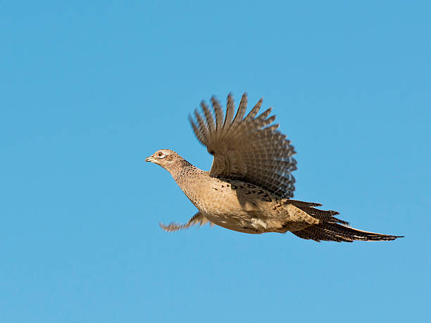 faisão-galinha - pheasant hunting bird gamebird - fotografias e filmes do acervo
