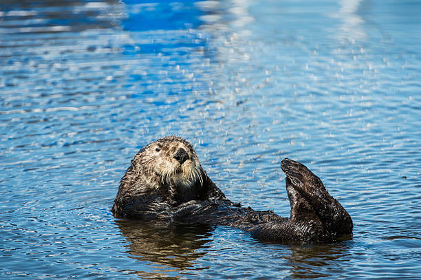 istock Close-up of Wild Sea Otter Floating on Her Back 465959838