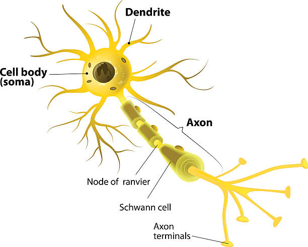 運動ニューロン、詳細と正確な表示 - activity axon biology biomedical illustration点のイラスト素材／クリップアート素材／マンガ素材／アイコン素材