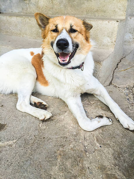 istock Bangkeaw Thai dog is smiling 465960436