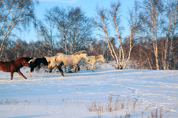 istock Herd of Horses Running in the Snow 465961100