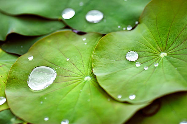 orvalho cai em folha - pond water lily water drop - fotografias e filmes do acervo