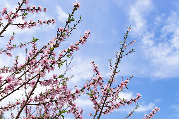 Peach blossom stock photo