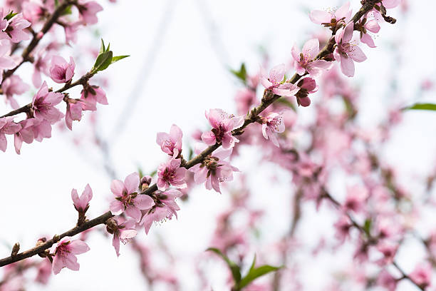 Peach blossom stock photo