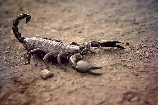 Photo of Black Scorpion