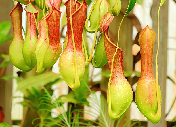 Nepenthes Alata, a carnivorous Plant. stock photo