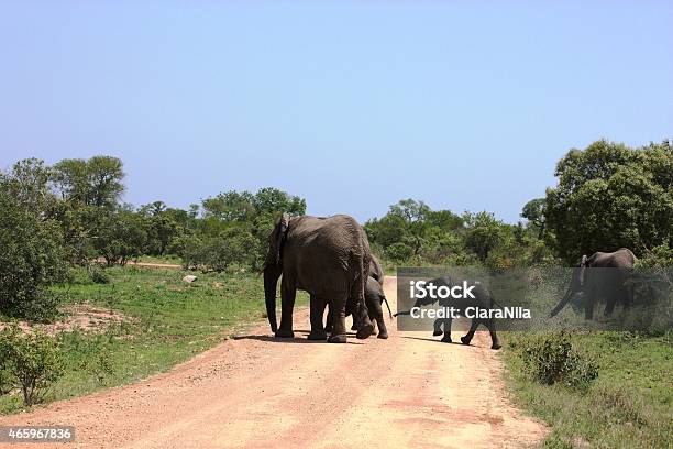 Elefanten Mit Jungtieren Im Krügernationalpark In Südafrika - Fotografie stock e altre immagini di 2015