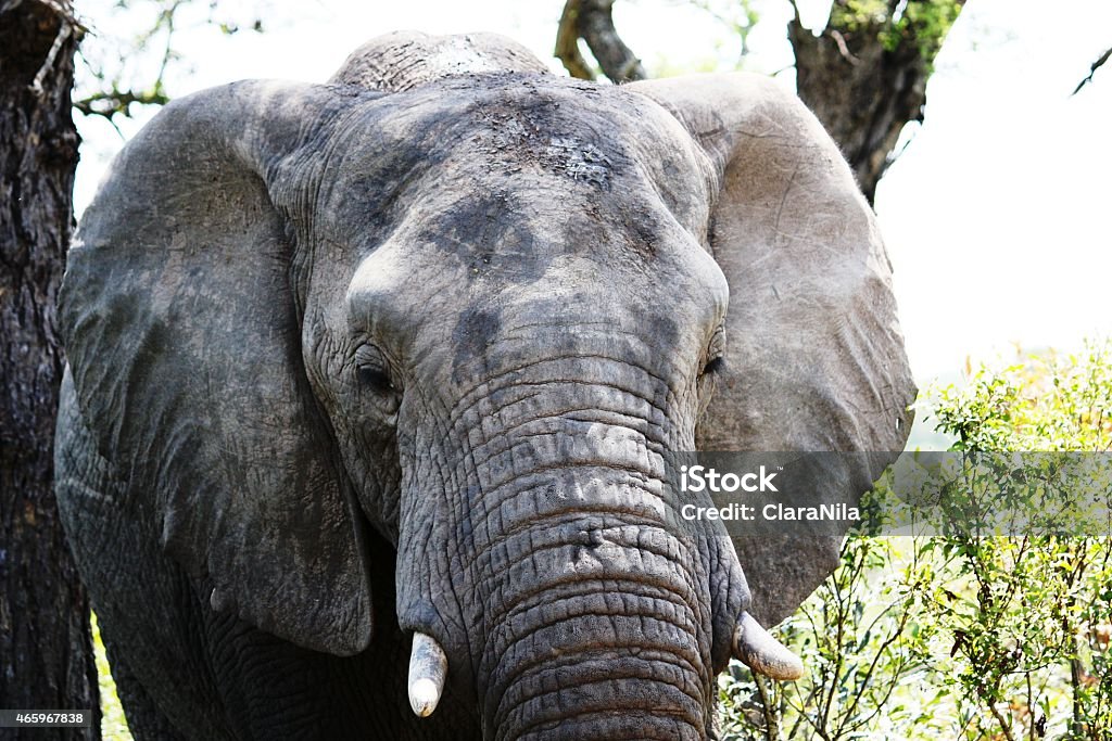 Elefant-Elefantengesicht in Südafrika - Foto stock royalty-free di 2015
