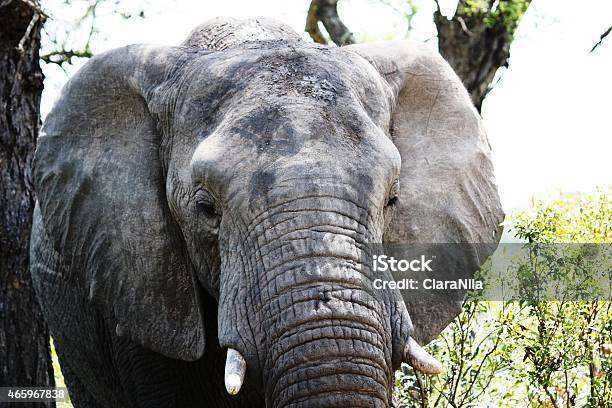 Elefantelefantengesicht In Südafrika - Fotografie stock e altre immagini di 2015 - 2015, Acqua, Addo