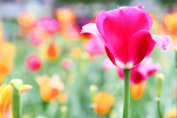 istock Colorful flowers in a park 465968212
