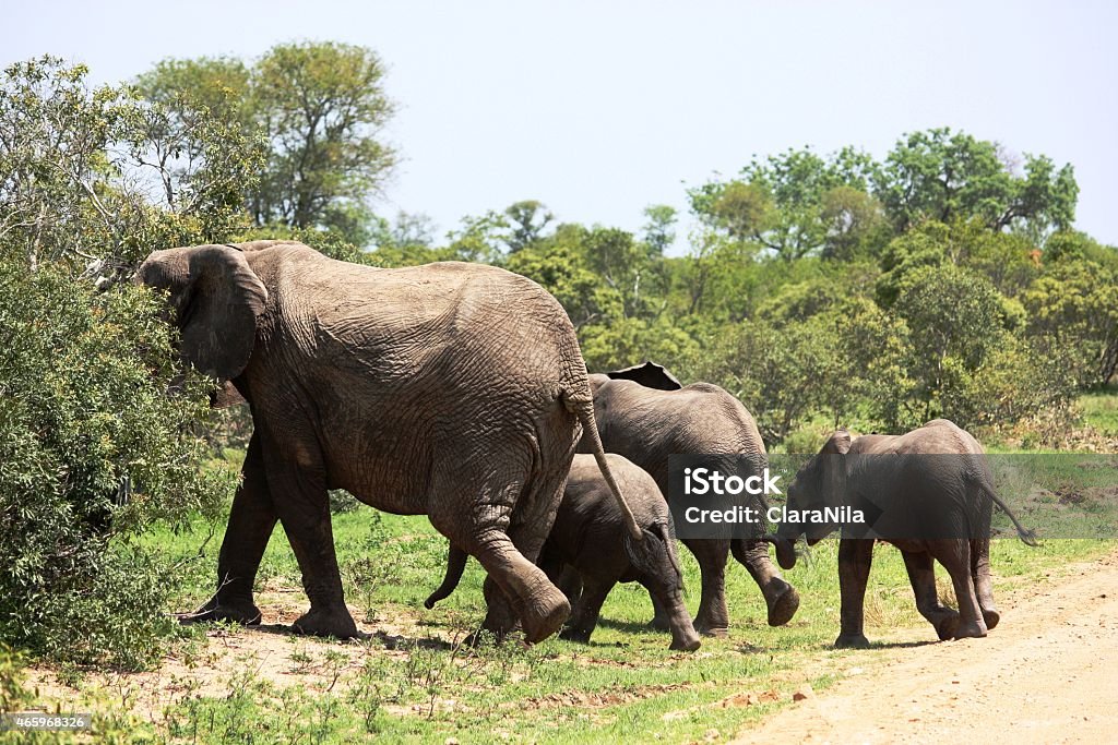 Elefanten mit Jungtieren im Krüger-Nationalpark in Südafrika - Foto stock royalty-free di 2015