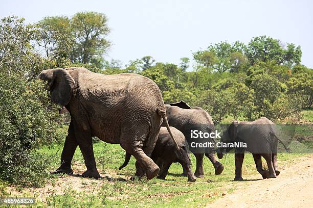 Elefanten Mit Jungtieren Im Krügernationalpark In Südafrika - Fotografie stock e altre immagini di 2015