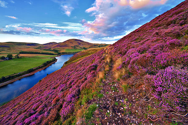 Beautiful landscape of scottish nature Vivid colorful landscape scenery with a footpath through the hill slope covered by violet heather flowers and green valley, river, mountains and cloudy blue sky on background. Pentland hills, near Edinburgh, Scotland heather flower stock pictures, royalty-free photos & images