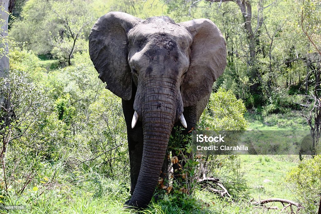 Elefant-Elefantenbulle in Südafrika - Foto stock royalty-free di 2015