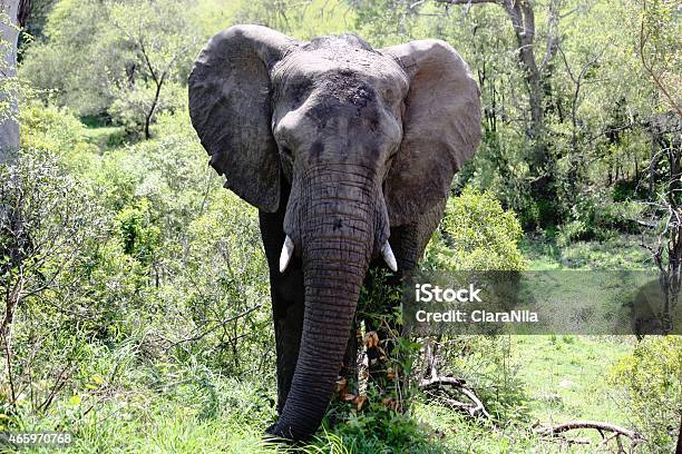 Elefantelefantenbulle In Südafrika - Fotografie stock e altre immagini di 2015 - 2015, Acqua, Addo