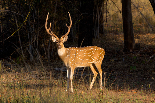 Axis deer in Bandhavgarh National Park in India