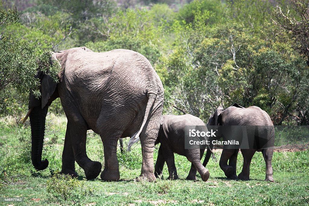 Elefanten mit Jungtieren im Krüger-Nationalpark in Südafrika - Foto stock royalty-free di 2015