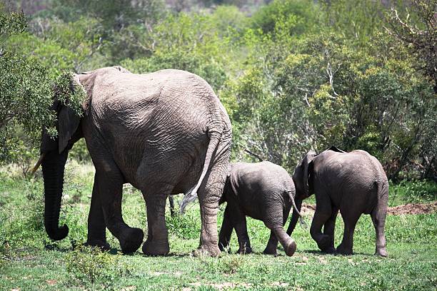 elefanten mit jungtieren im krüger-nationalpark w südafrika - addo south africa southern africa africa zdjęcia i obrazy z banku zdjęć