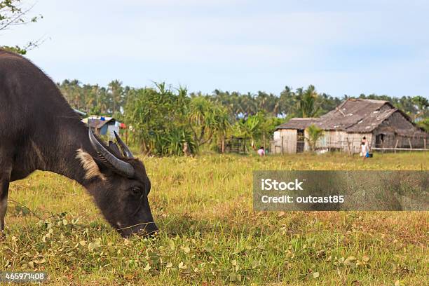 Rice Field In Palawan Philippines With Water Buffalo Stock Photo - Download Image Now