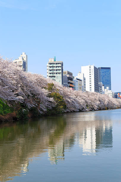 istock Cherry blossoms in Tokyo, Japan 465971542