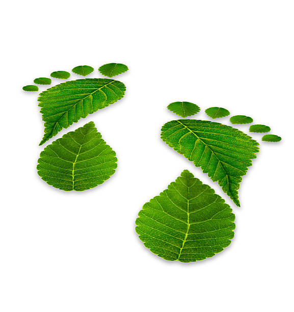istock leaves footprints on a white background, relating to the environ 465971600