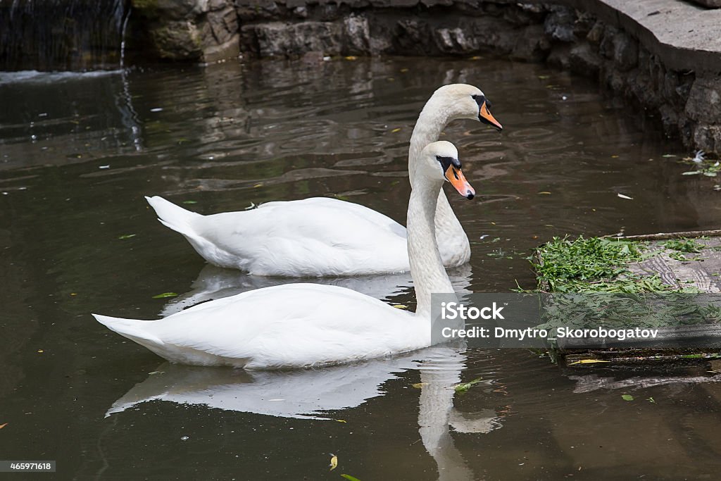 Photo libre de droit de Couple De Cygnes Manger banque d'images et plus d'images libres de droit Photo libre de droit de Couple De Cygnes Manger banque d'images et plus d'images libres de droit