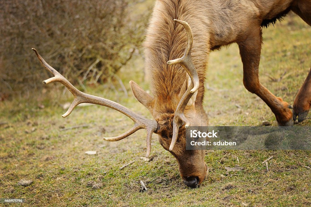 Elk bull with bending down head Elk bull with bending down head eating grass 2015 Stock Photo
