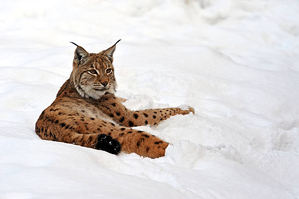 istock Portrait of a Lynx 465971935