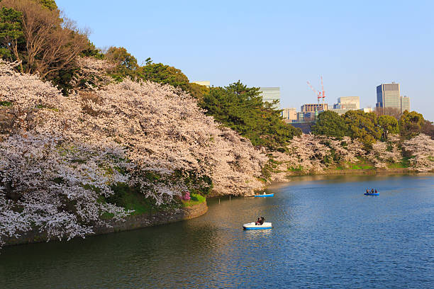 istock Cherry blossoms in Tokyo, Japan 465972010