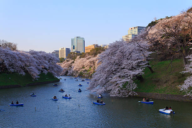 istock Cherry blossoms in Tokyo, Japan 465972328