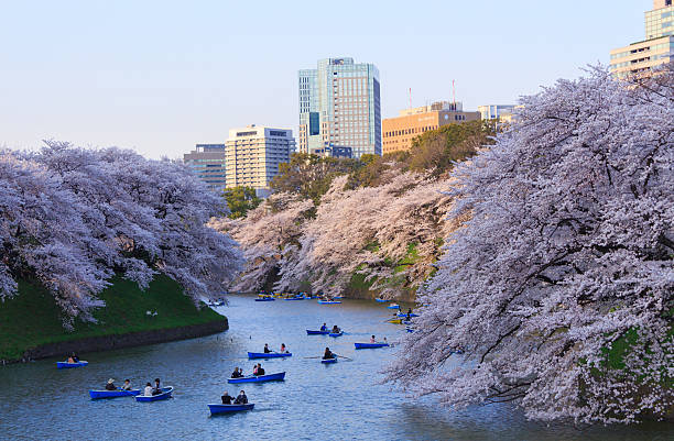 istock Cherry blossoms in Tokyo, Japan 465972332