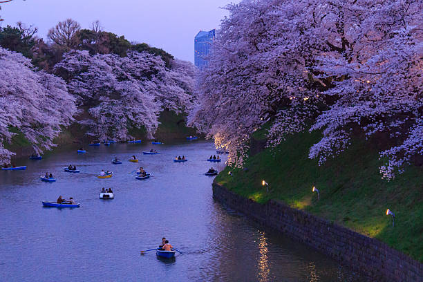 istock Cherry blossoms in Tokyo, Japan 465972364