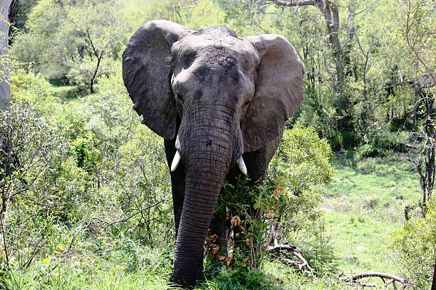 istock Elephant, bull elephant eats in Kruger National Park South Africa 465972742