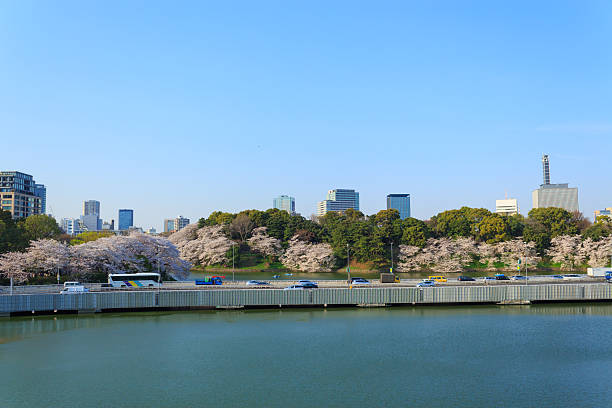 istock Cherry blossoms in Tokyo, Japan 465973030