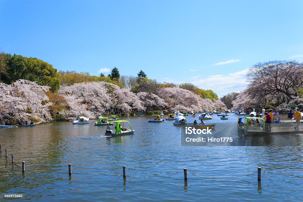 Cherry blossoms in Tokyo Cherry blossoms (Sakura) at the Inokashira Park in Tokyo. Inokashira Park straddles Musashino and Mitaka in western Tokyo. 2015 Stock Photo