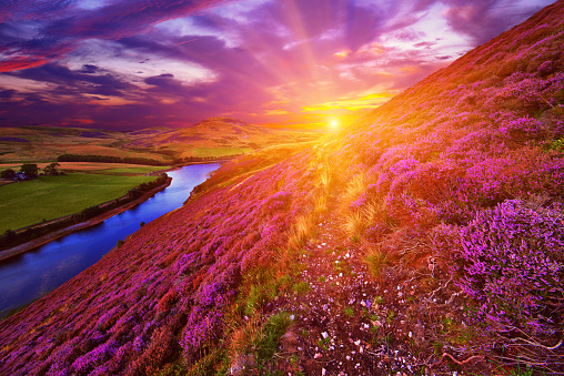 Vivid colorful landscape scenery with a footpath through the hill slope covered by violet heather flowers and green valley, river, mountains and cloudy blue sky on background. Pentland hills, near Edinburgh, Scotland