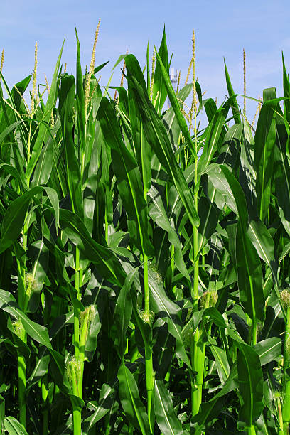 istock Green corn field growing up on blue sky 465974730
