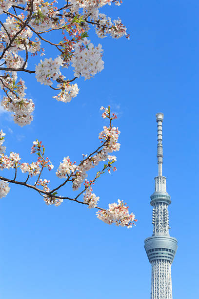 istock Cherry blossoms and the Tokyo Skytree in Tokyo 465974802