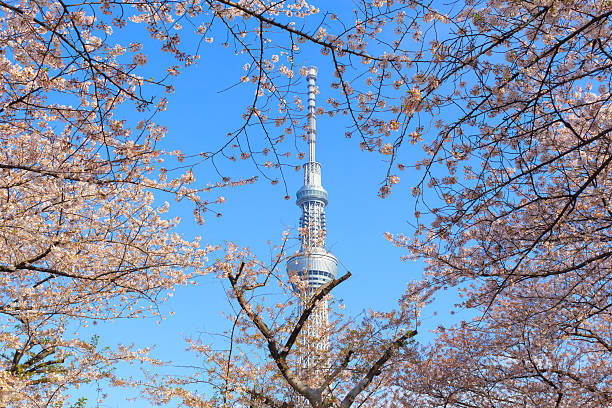 istock Cherry blossoms and the Tokyo Skytree in Tokyo 465974818