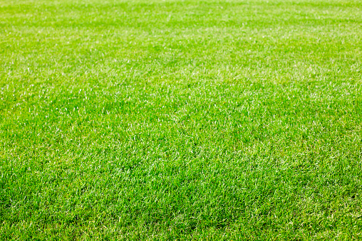 Green grass background texture with diminishing focus