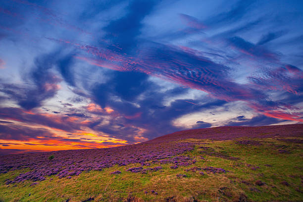 istock Colorful hill slope covered by violet heather flowers. 465977082