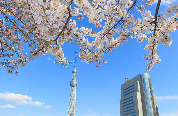 istock Cherry blossoms and the Tokyo Skytree in Tokyo 465977144
