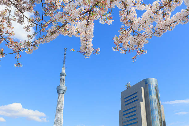 istock Cherry blossoms and the Tokyo Skytree in Tokyo 465977342