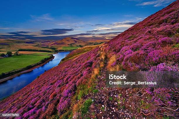 Phong Cảnh Tuyệt Đẹp Của Thiên Nhiên Scotland Hình ảnh Sẵn có - Tải xuống  Hình ảnh Ngay bây giờ - Hồ, Màu tím, Núi - iStock